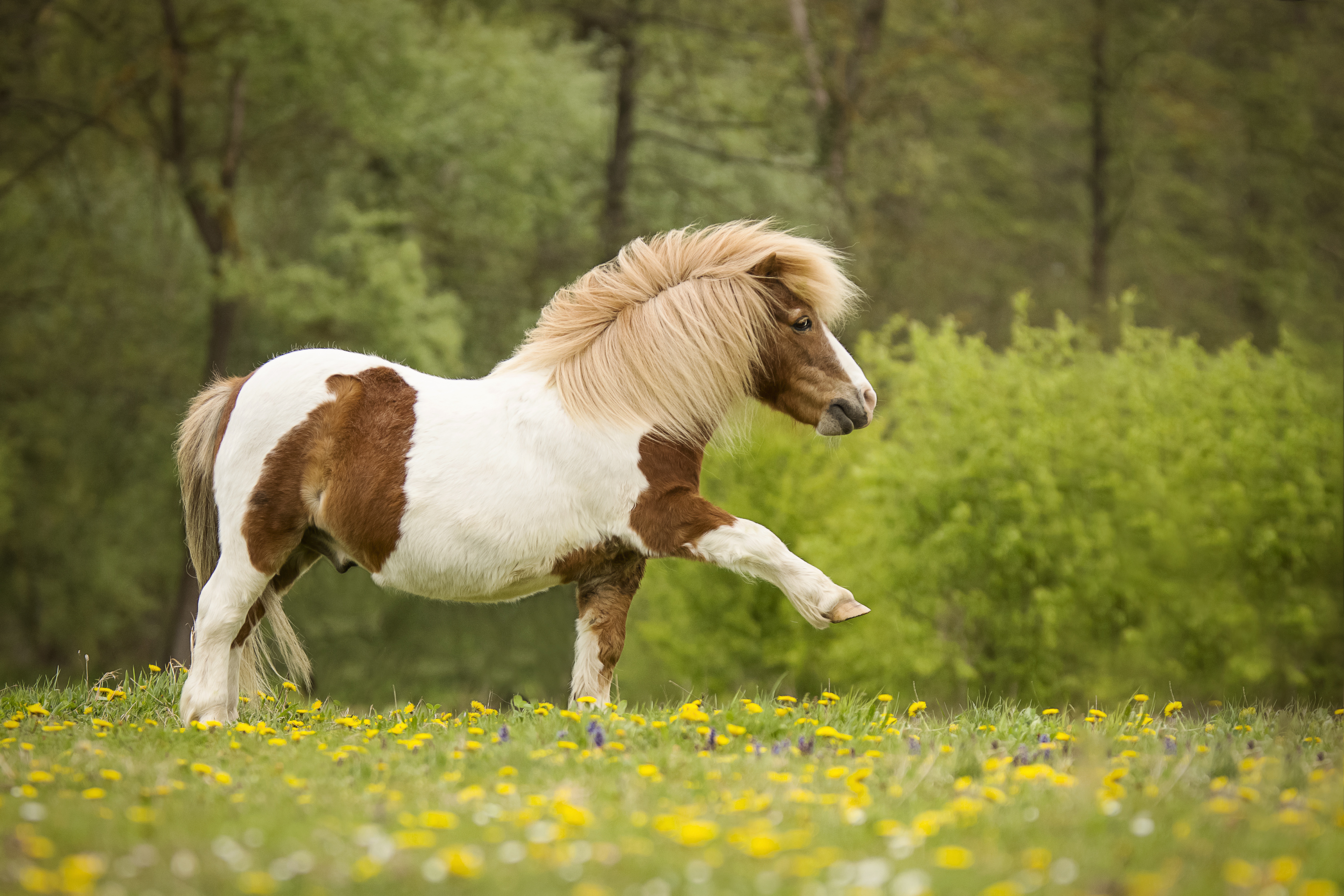 Animal Horse HD Wallpaper | Background Image