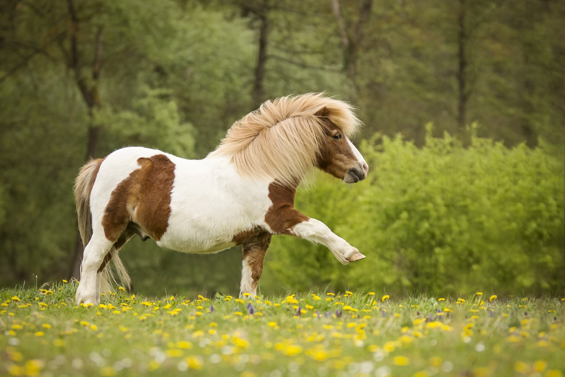 Animal Horse 4k Ultra HD Wallpaper