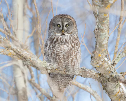 A great grey owl with intense stare perches on a tree branch amidst a wintery forest, captured in sharp detail as an HD desktop wallpaper.