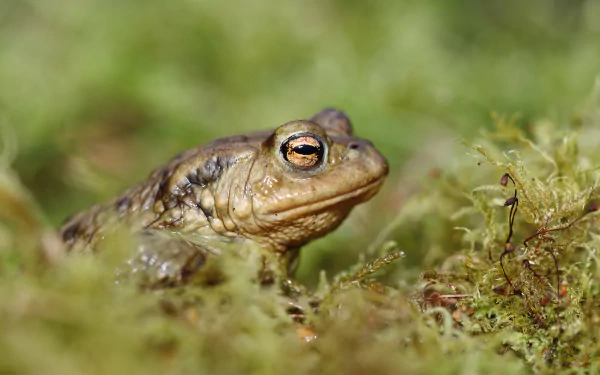 amphibian Animal frog HD Desktop Wallpaper | Background Image
