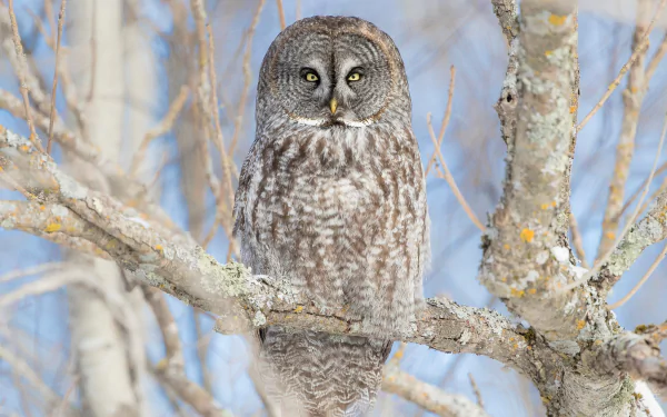 A great grey owl with intense stare perches on a tree branch amidst a wintery forest, captured in sharp detail as an HD desktop wallpaper.