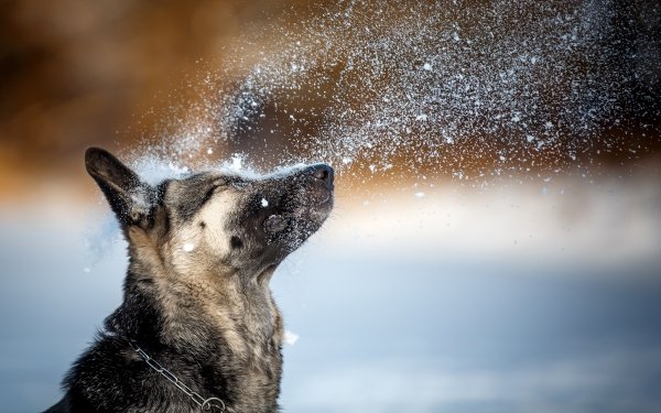 Animal Dog Dogs Depth Of Field Snow HD Wallpaper | Background Image