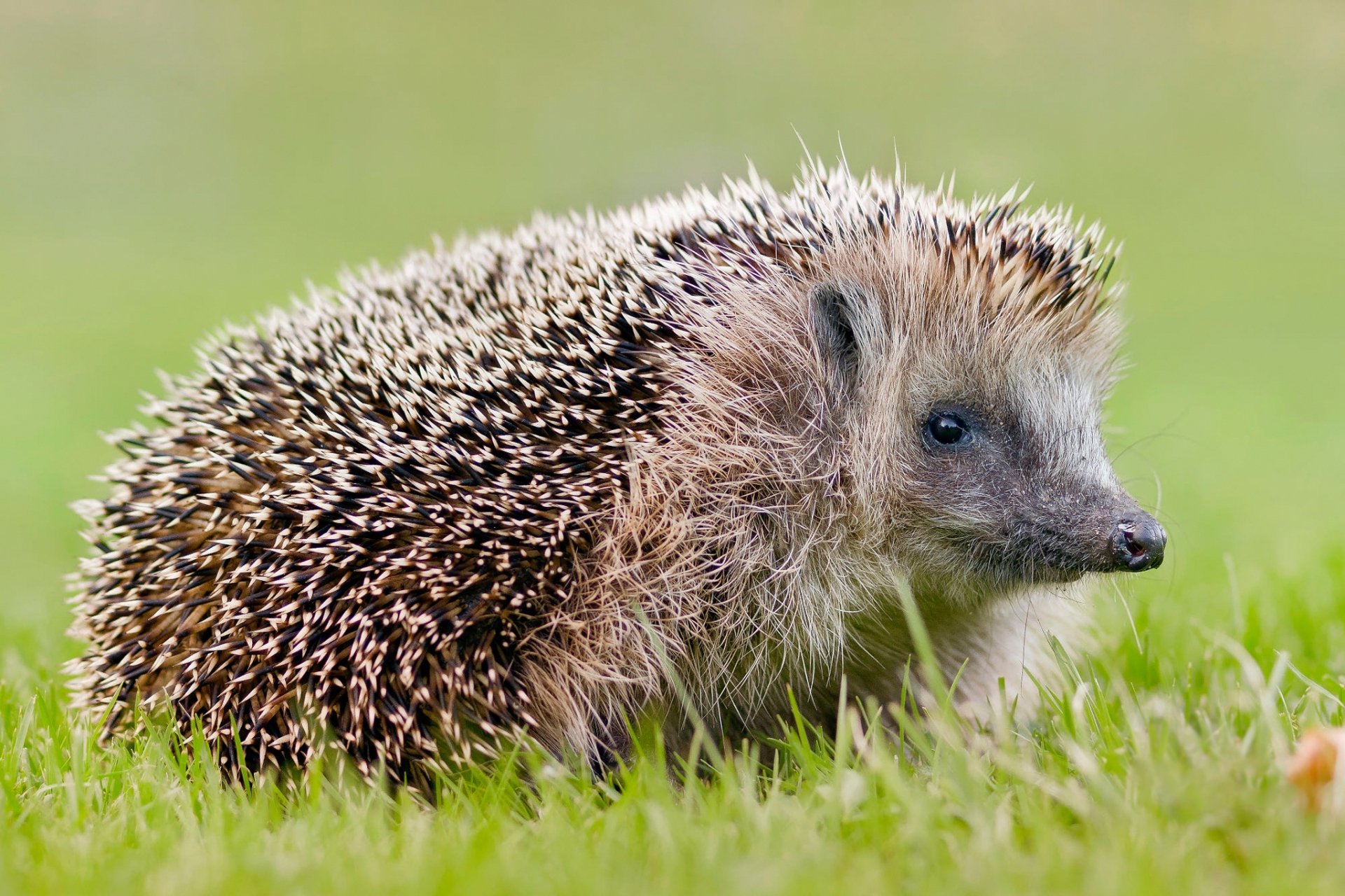 Download Animal Hedgehog HD Wallpaper