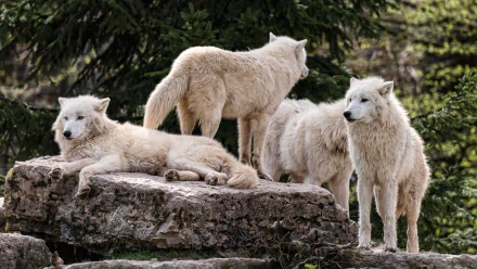 HD PC desktop wallpaper featuring a group of white wolves resting and standing on rocky terrain surrounded by forest greenery.