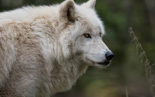 Animal wolf HD Desktop Wallpaper | Background Image