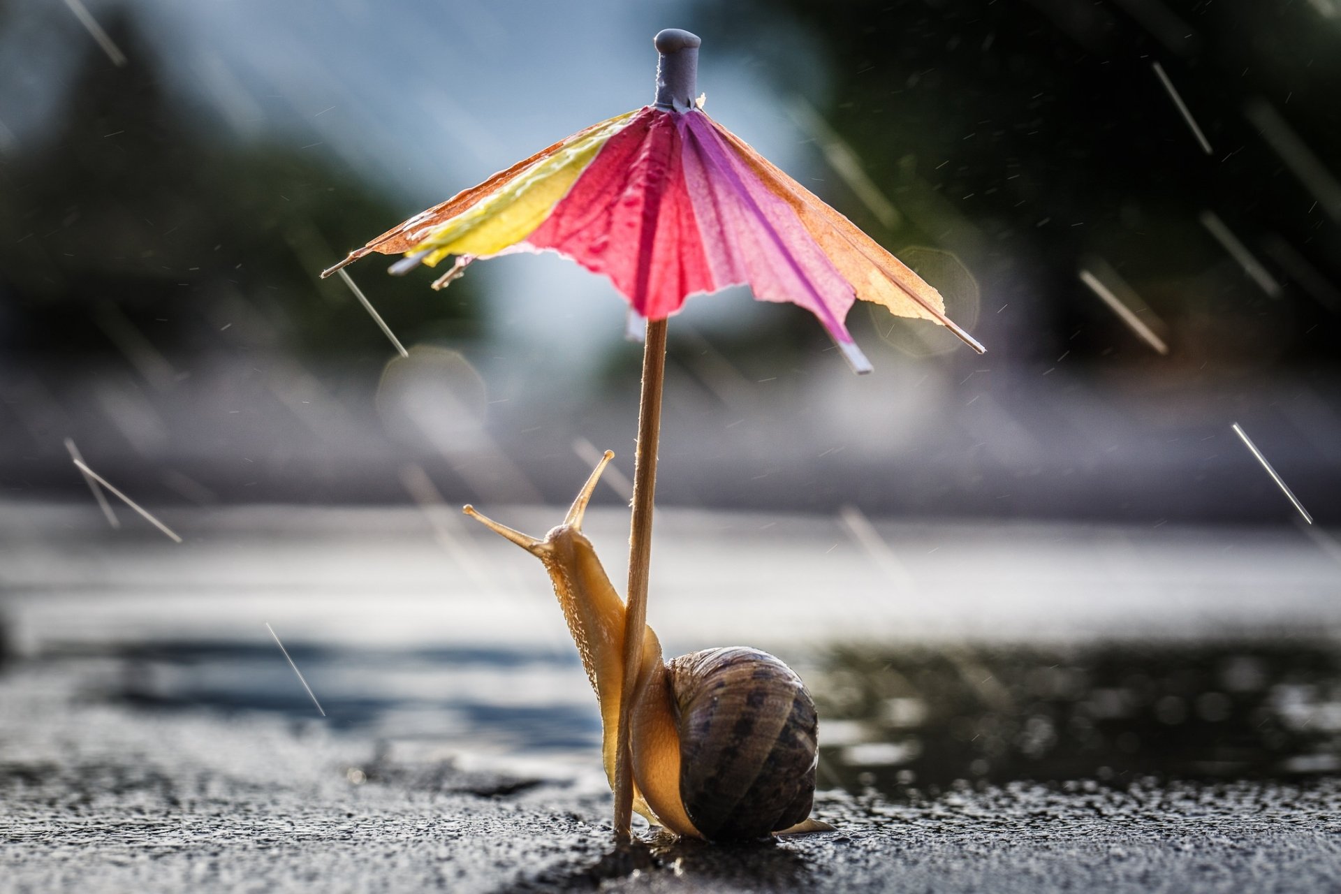 Download Macro Rain Animal Snail HD Wallpaper