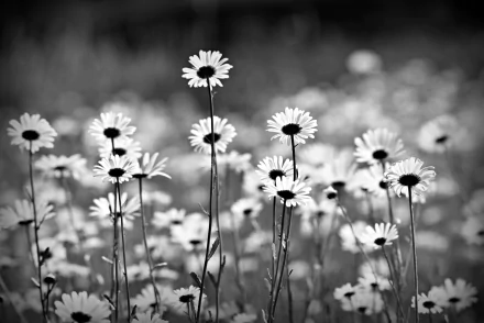  Daisy Monochrome by Mabel Amber