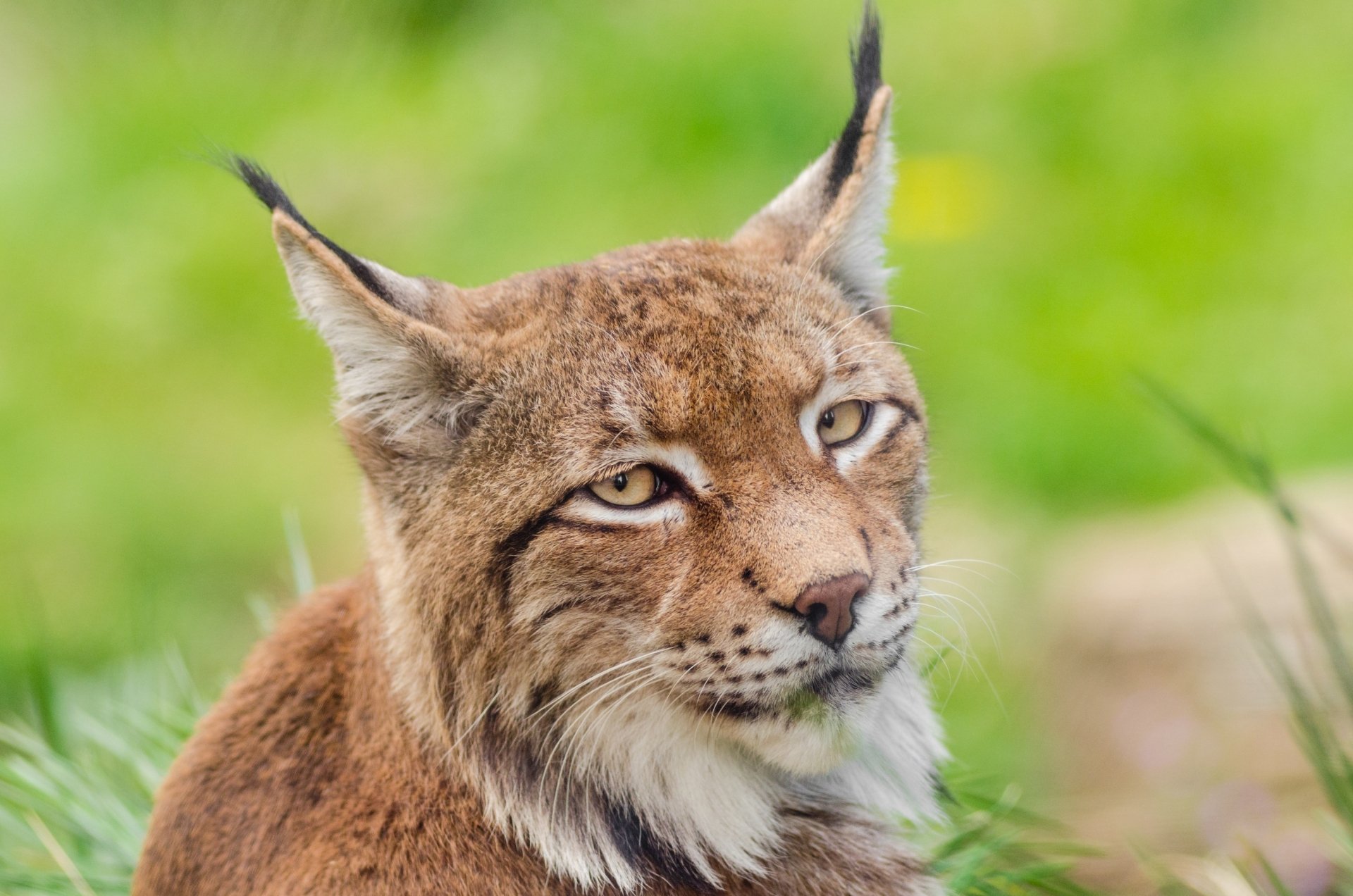 Download Stare Animal Lynx HD Wallpaper