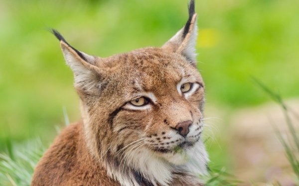 Animal Lynx Cats Stare HD Wallpaper | Background Image