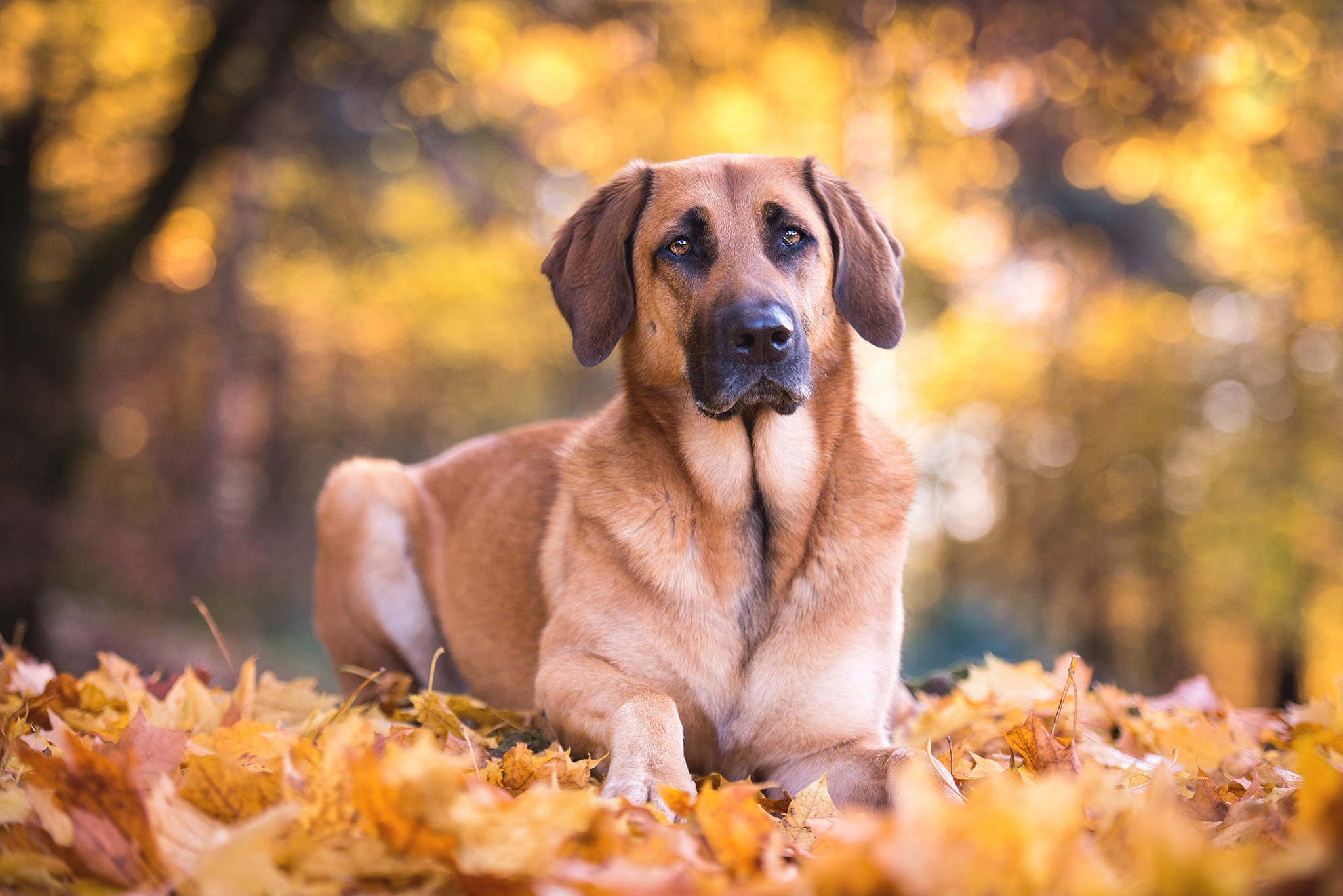 Dog HD Wallpaper | Background Image | 2048x1367