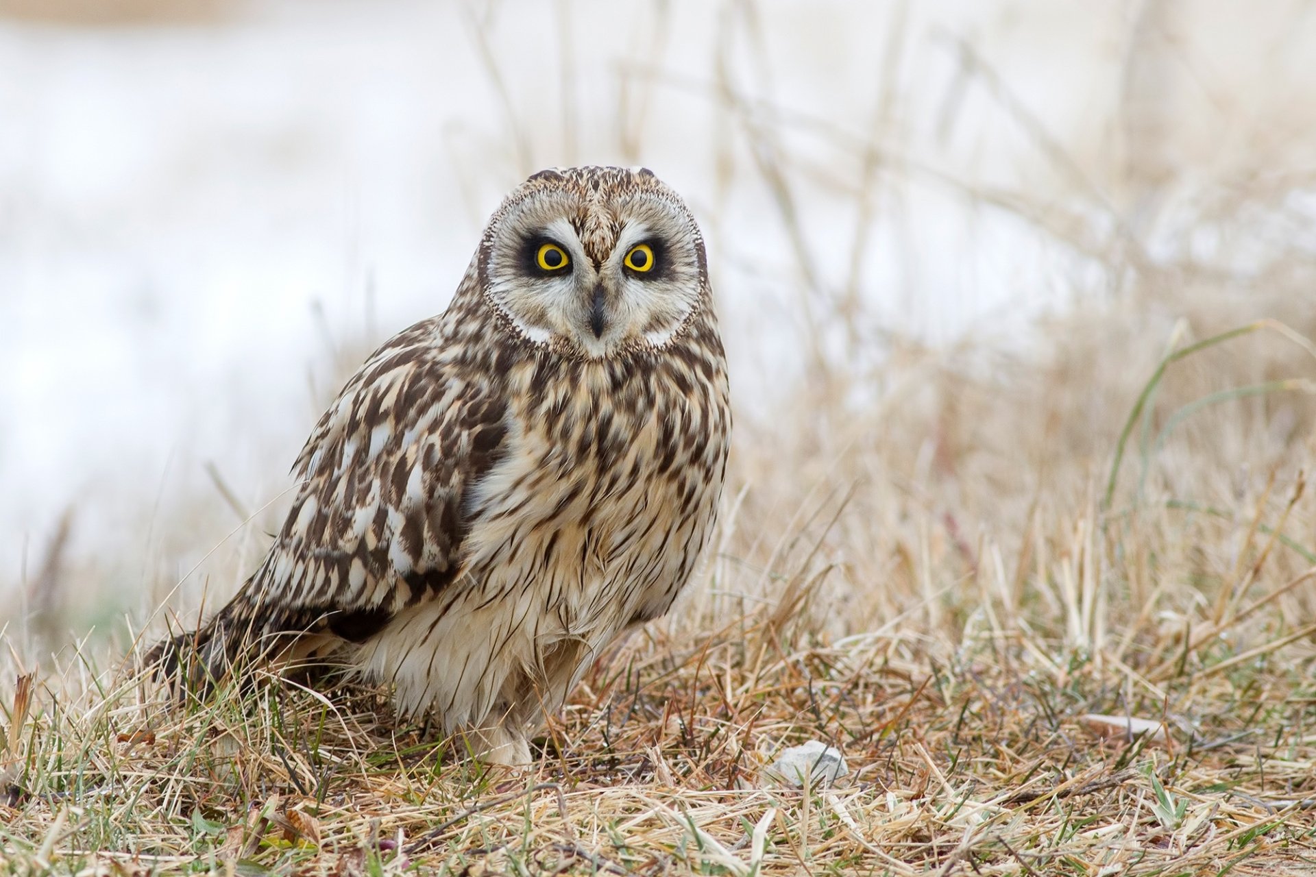 HD desktop wallpaper featuring a short-eared owl perched on dry grass, showcasing detailed feathers and striking yellow eyes in a natural outdoor setting.