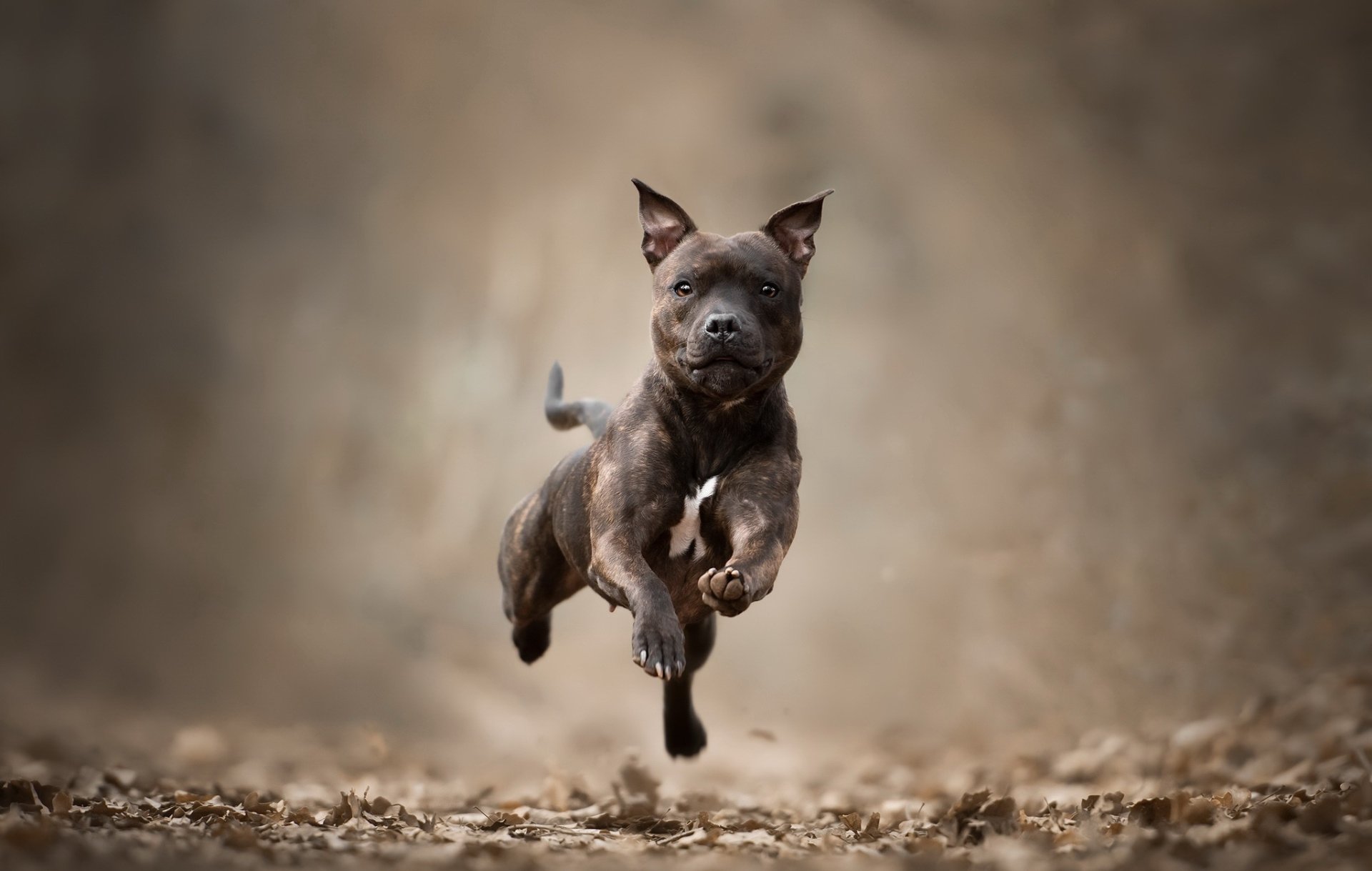 HD desktop wallpaper featuring a Staffordshire Bull Terrier dog captured mid-air with a shallow depth of field, highlighting the bull terrier's energetic movement.