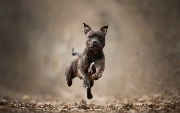HD desktop wallpaper featuring a Staffordshire Bull Terrier dog captured mid-air with a shallow depth of field, highlighting the bull terrier's energetic movement.