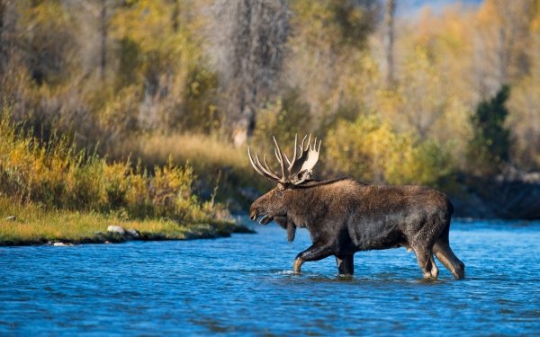Animal Moose HD Wallpaper | Background Image