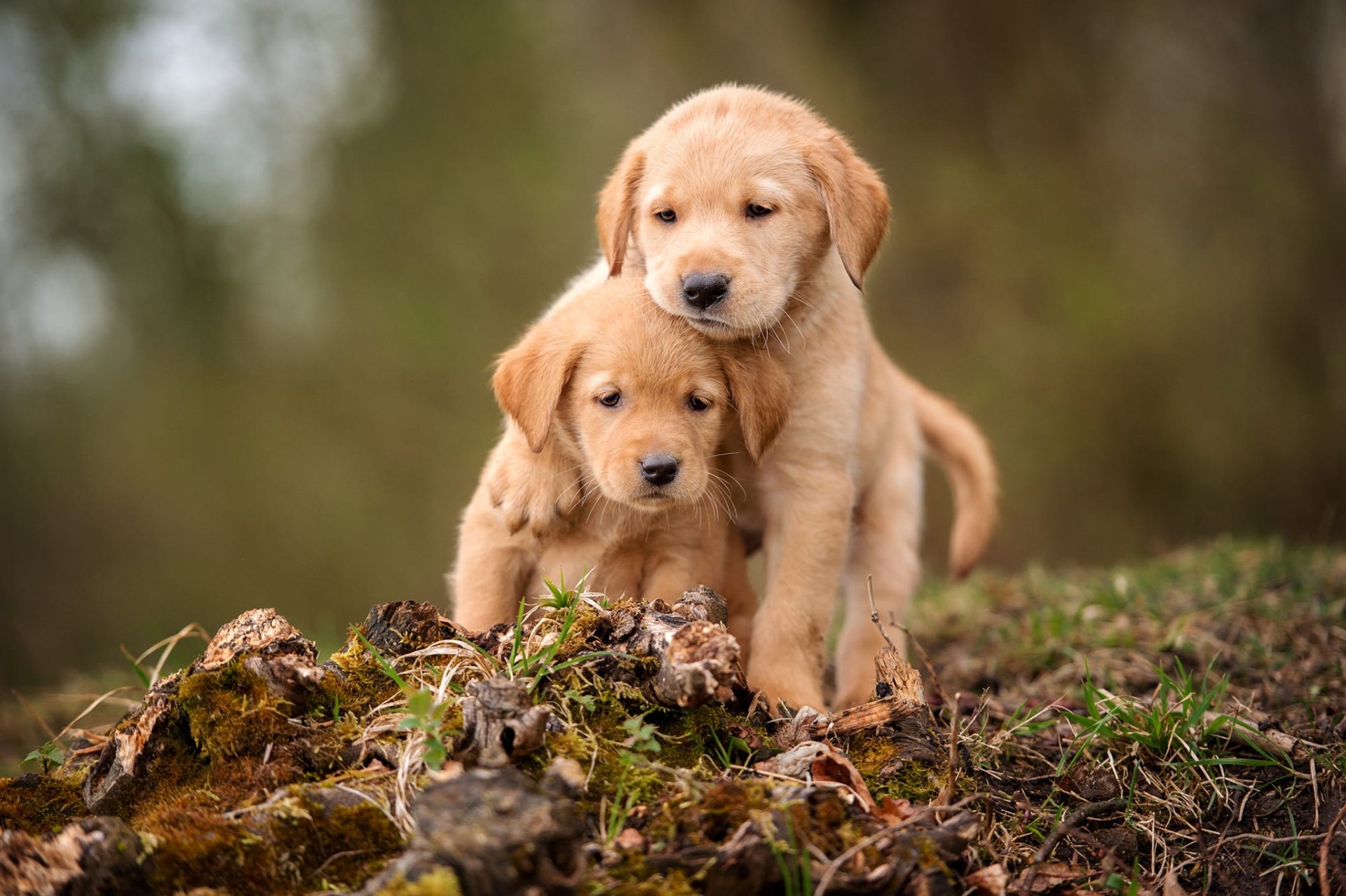 Adorable golden retriever puppy as a cute baby animal in high-definition desktop wallpaper.