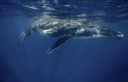 HD PC desktop wallpaper and background of a humpback whale gliding underwater — a majestic sea life scene of a lone marine animal in deep blue.