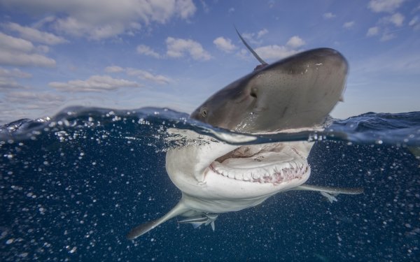 Animal Shark Sharks Sea Life HD Wallpaper | Background Image