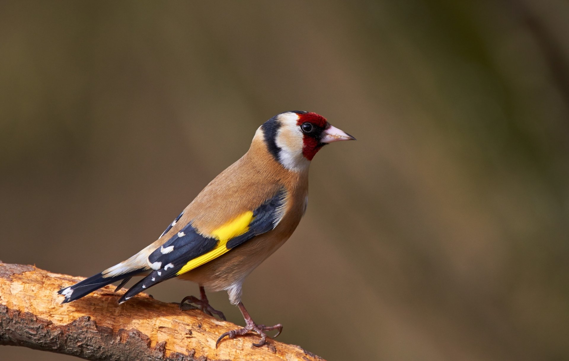 Download European Goldfinch Passerine Animal Goldfinch HD Wallpaper