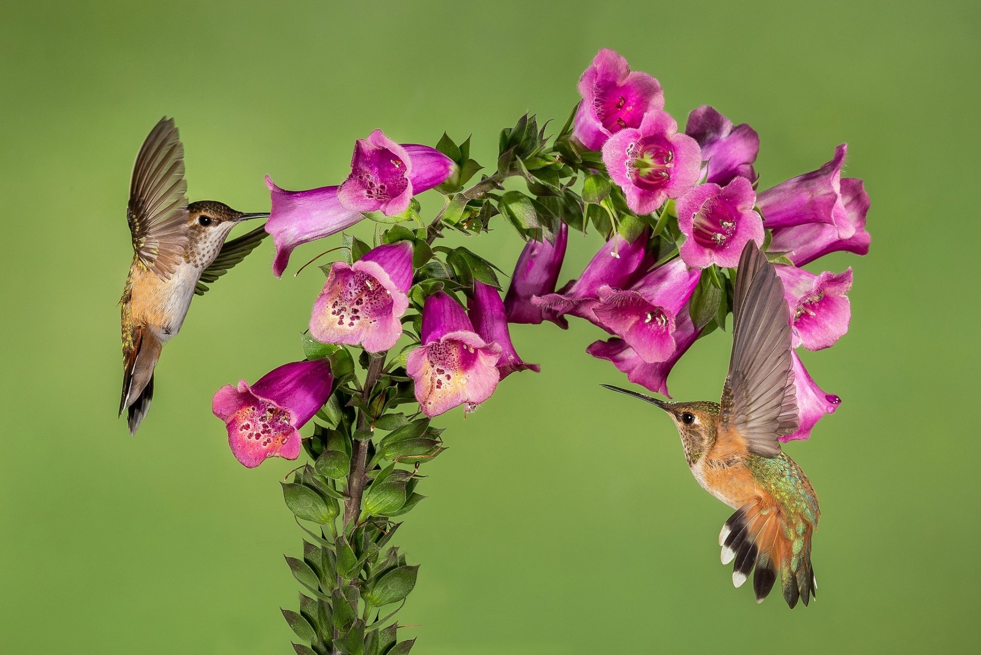 Download Purple Flower Flower Bird Animal Hummingbird HD Wallpaper