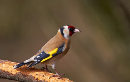 european goldfinch passerine Animal goldfinch HD Desktop Wallpaper | Background Image