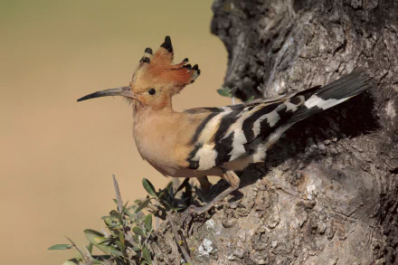 HD PC desktop wallpaper featuring a colorful hoopoe bird perched on a tree trunk, showcasing its distinct crest and patterned feathers in natural light.