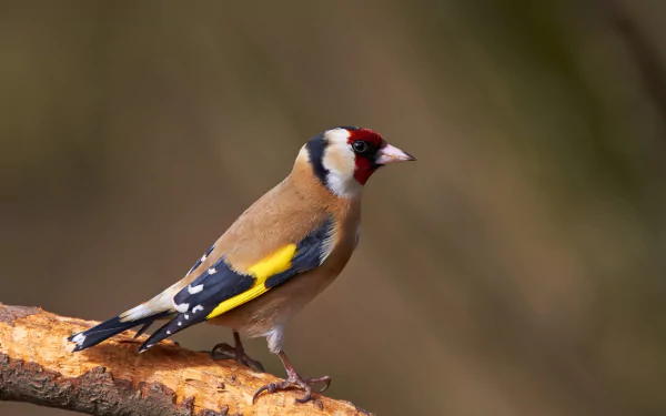 european goldfinch passerine Animal goldfinch HD Desktop Wallpaper | Background Image
