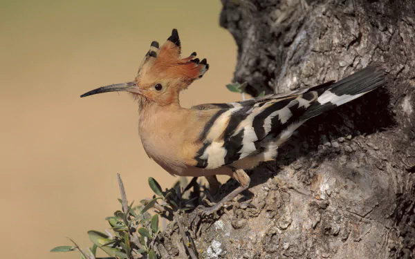 HD PC desktop wallpaper featuring a colorful hoopoe bird perched on a tree trunk, showcasing its distinct crest and patterned feathers in natural light.