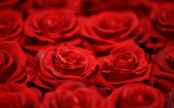 Earth Rose Flowers Flower Red Flower Red Rose HD Wallpaper | Background Image