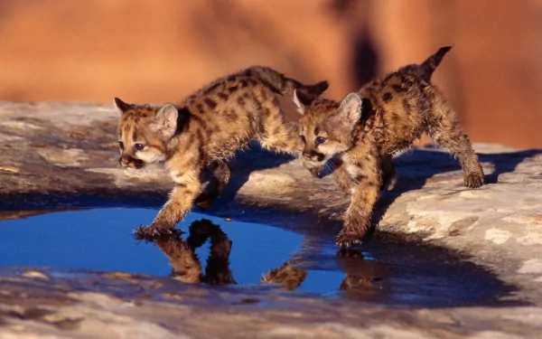 HD desktop wallpaper featuring two playful cougar cubs near a water pool on a rocky surface.