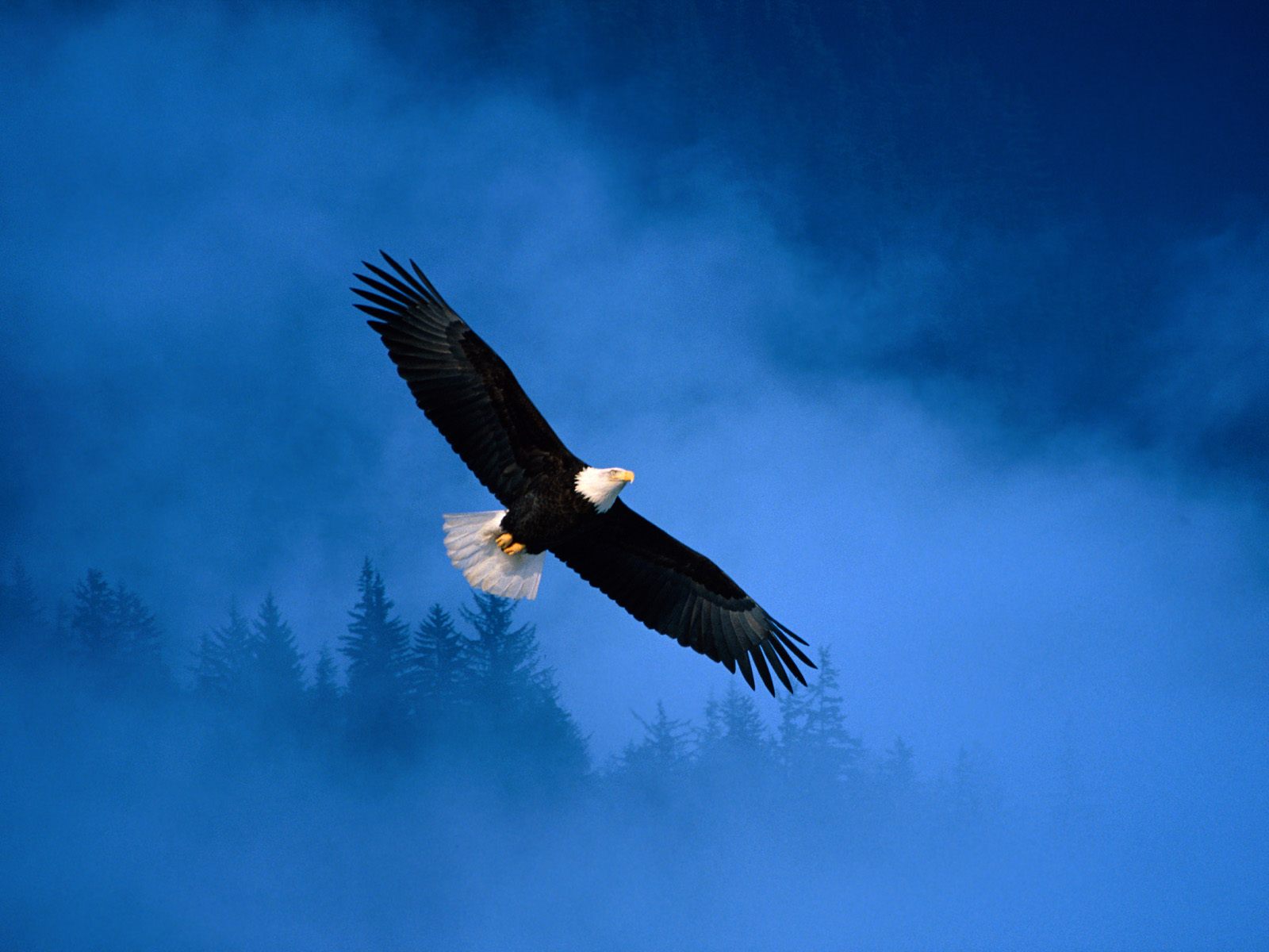 A majestic eagle taking flight, showcasing its remarkable wingspan.