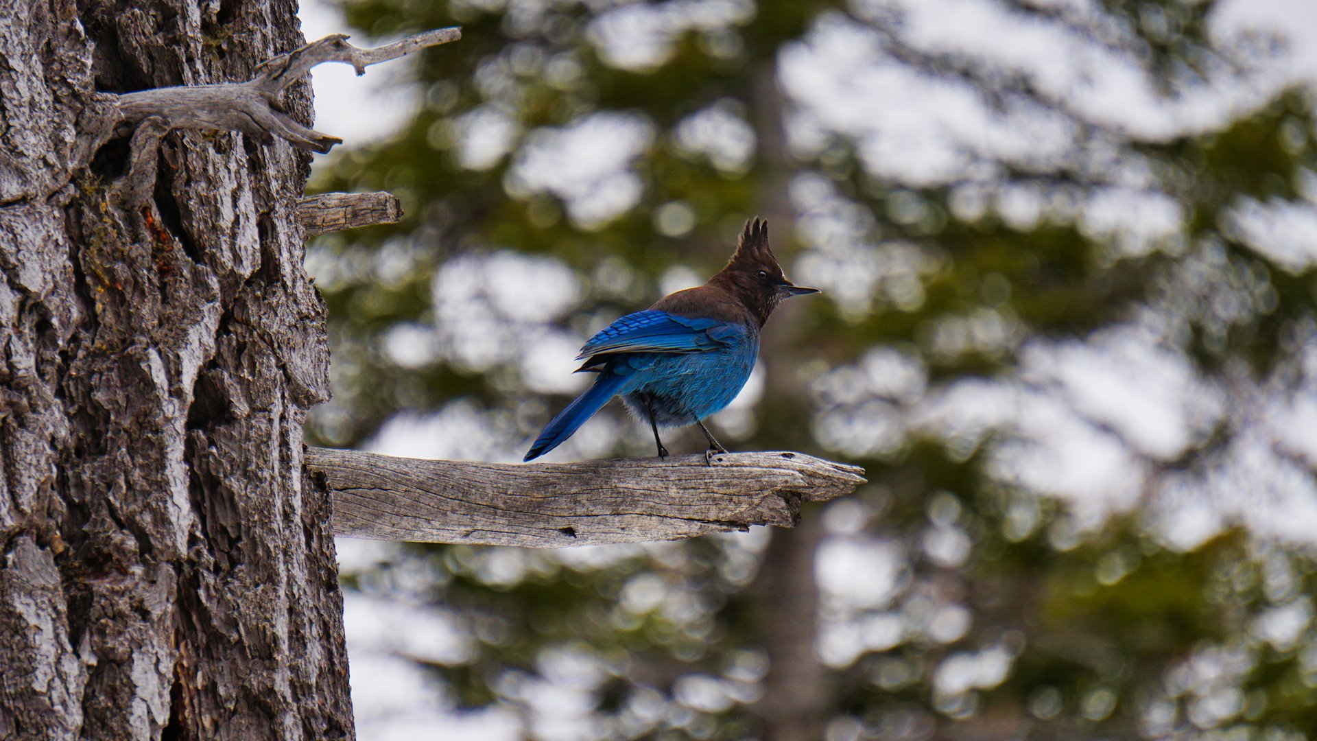 HD PC desktop wallpaper of a Steller's jay (bird) perched on a tree branch, vivid blue jay plumage against a soft bokeh forest background — a striking animal portrait.