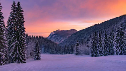 A 4K Ultra HD winter landscape featuring snow-covered trees and mountains under a vibrant pink and orange sunset sky.