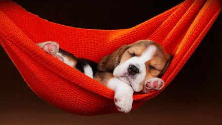  Sleeping Beagle Puppy