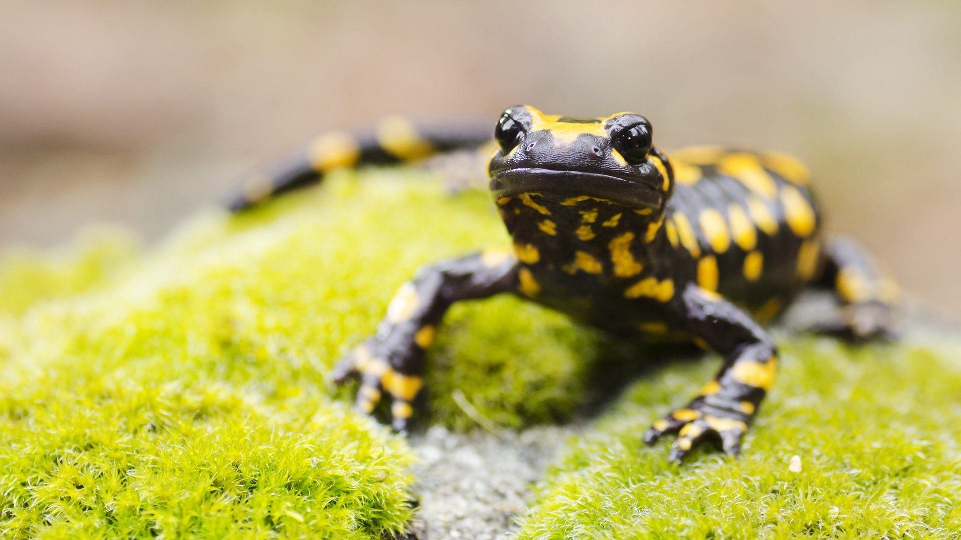 Download Animal Salamander HD Wallpaper