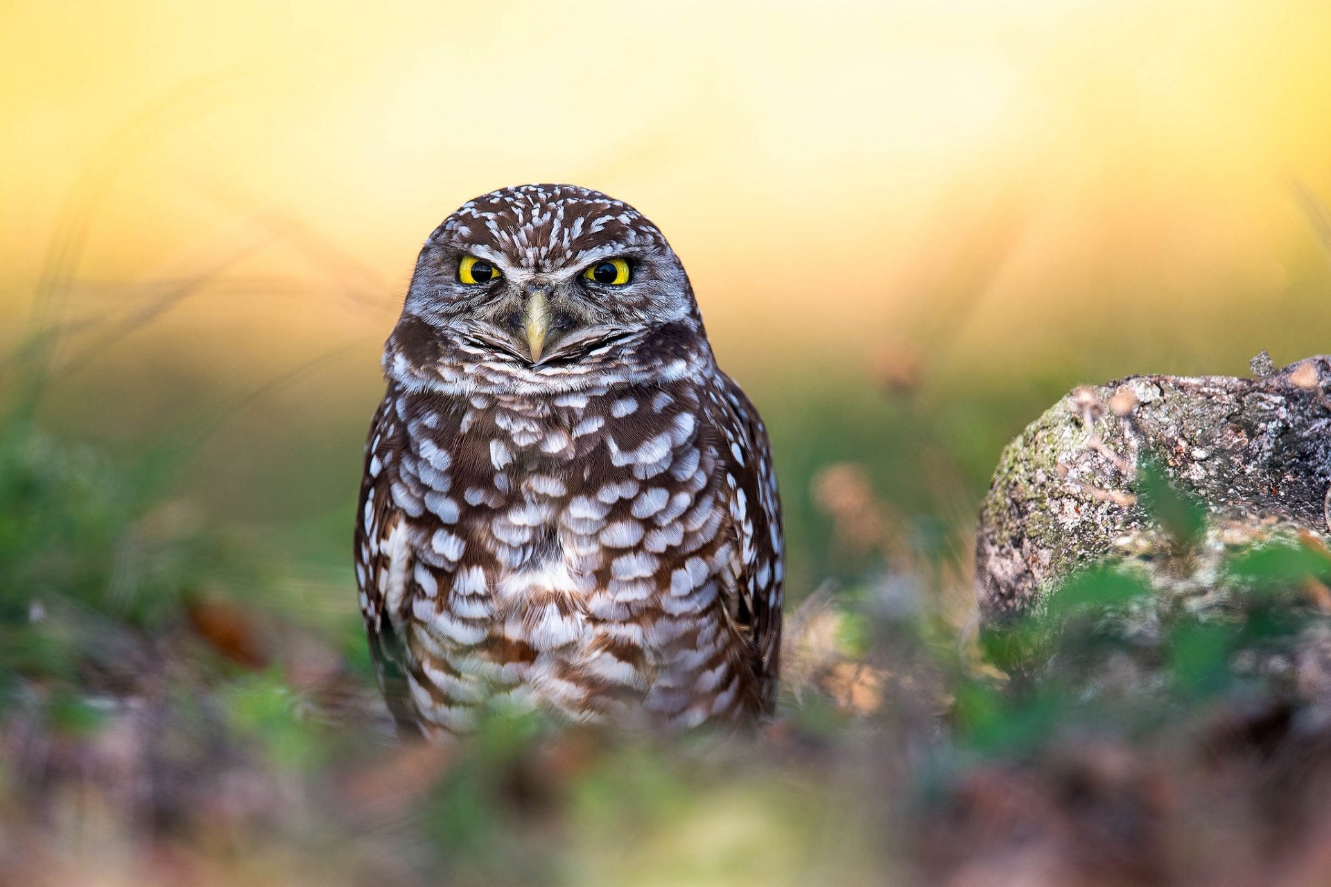 Download Bird Owl Animal Burrowing Owl HD Wallpaper