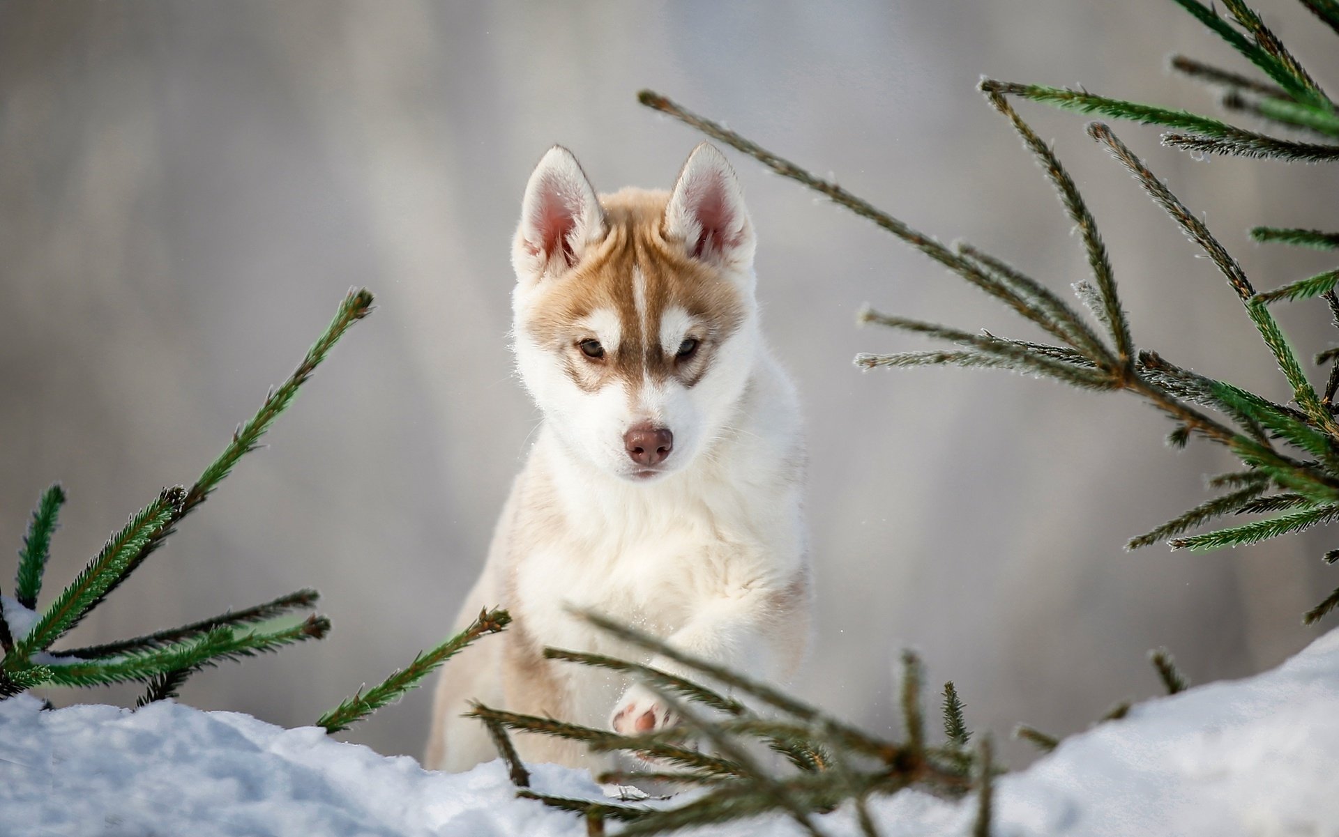 Husky HD Wallpaper | Background Image | 1920x1201