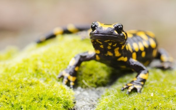 Tiger Salamander HD Wallpaper | Background Image | 2560x1600 | ID ...