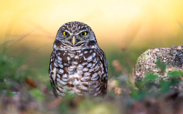 bird owl Animal burrowing owl HD Desktop Wallpaper | Background Image
