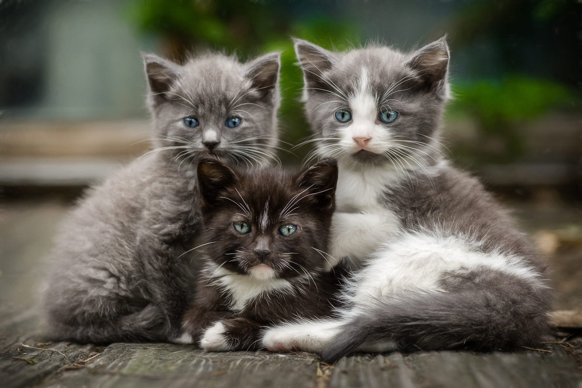 Они все меня хотят как телочки котят. Три котенка. Три кошки. Красивые котята. Милые котята.