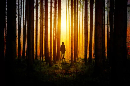 HD PC desktop wallpaper showing the silhouette of a man alone in a forest, bathed in warm golden light filtering through tall trees.