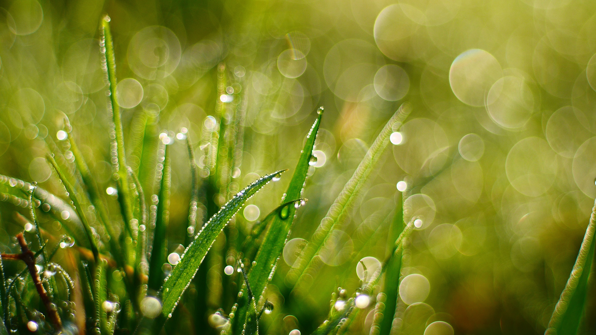 Grass HD Wallpaper | Background Image | 2048x1152 | ID:998165 - Wallpaper Abyss