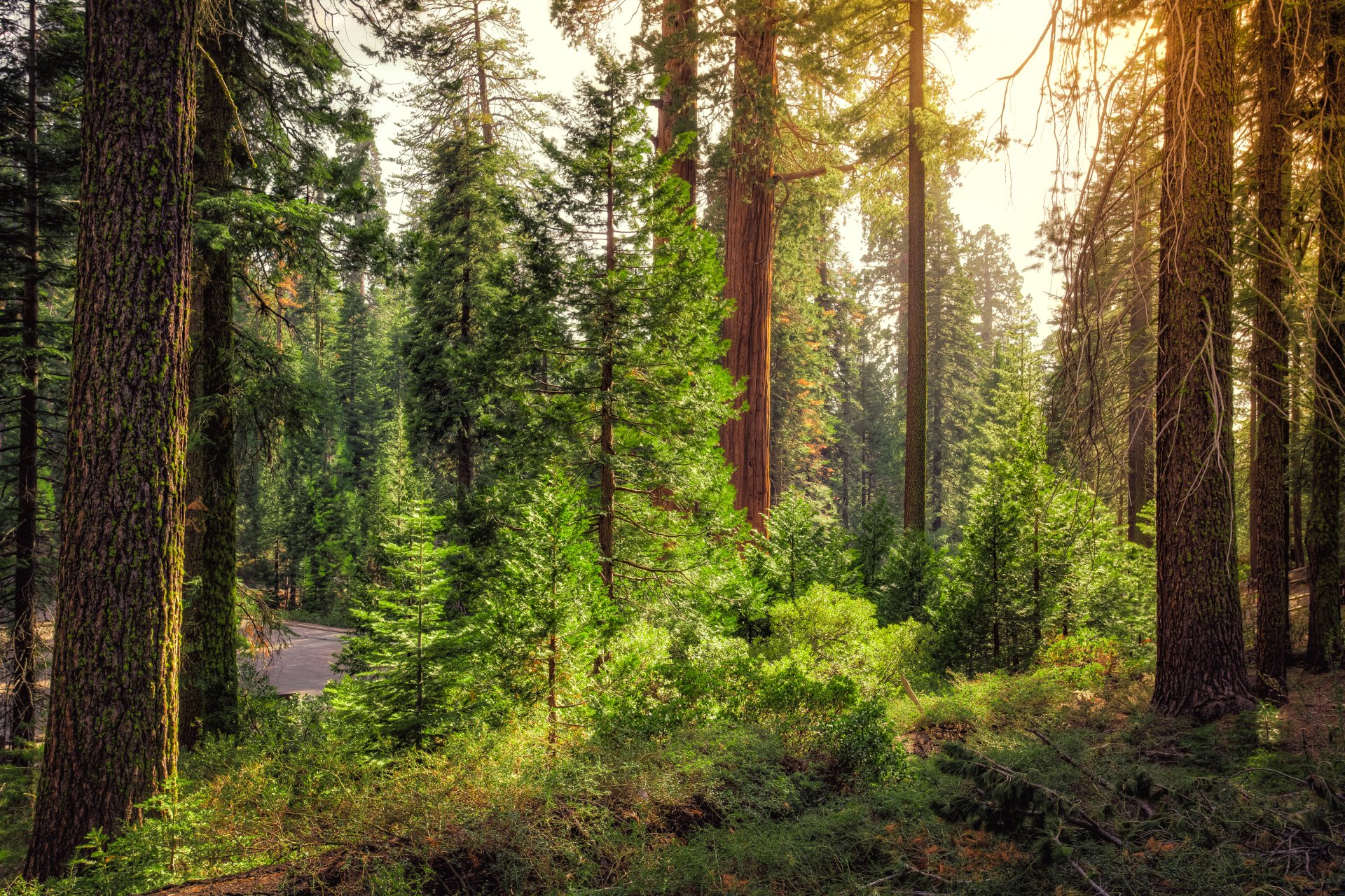 Download Nature Forest 4k Ultra HD Wallpaper