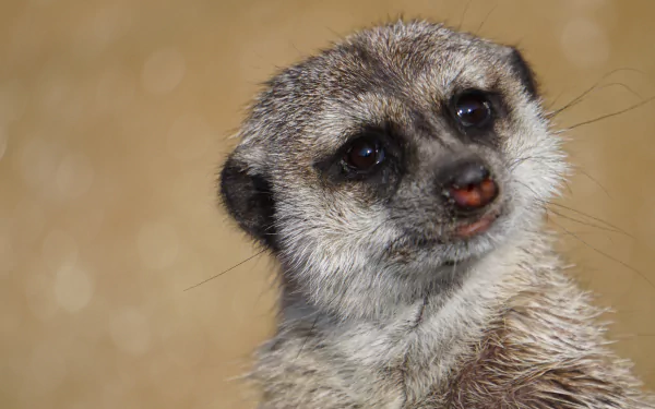 Animal meerkat HD Desktop Wallpaper | Background Image